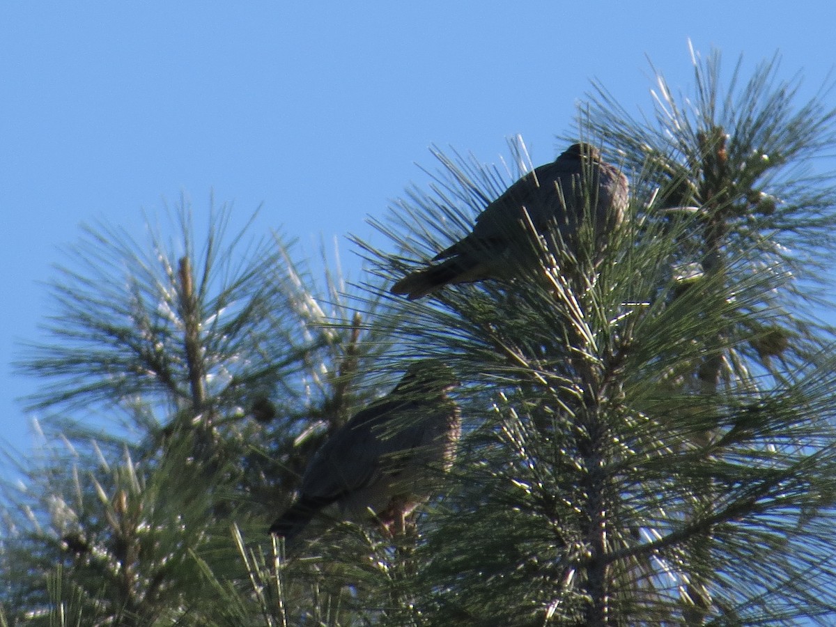 Band-tailed Pigeon - ML128988011