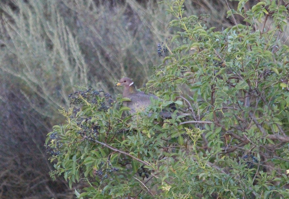 Band-tailed Pigeon - ML128988151