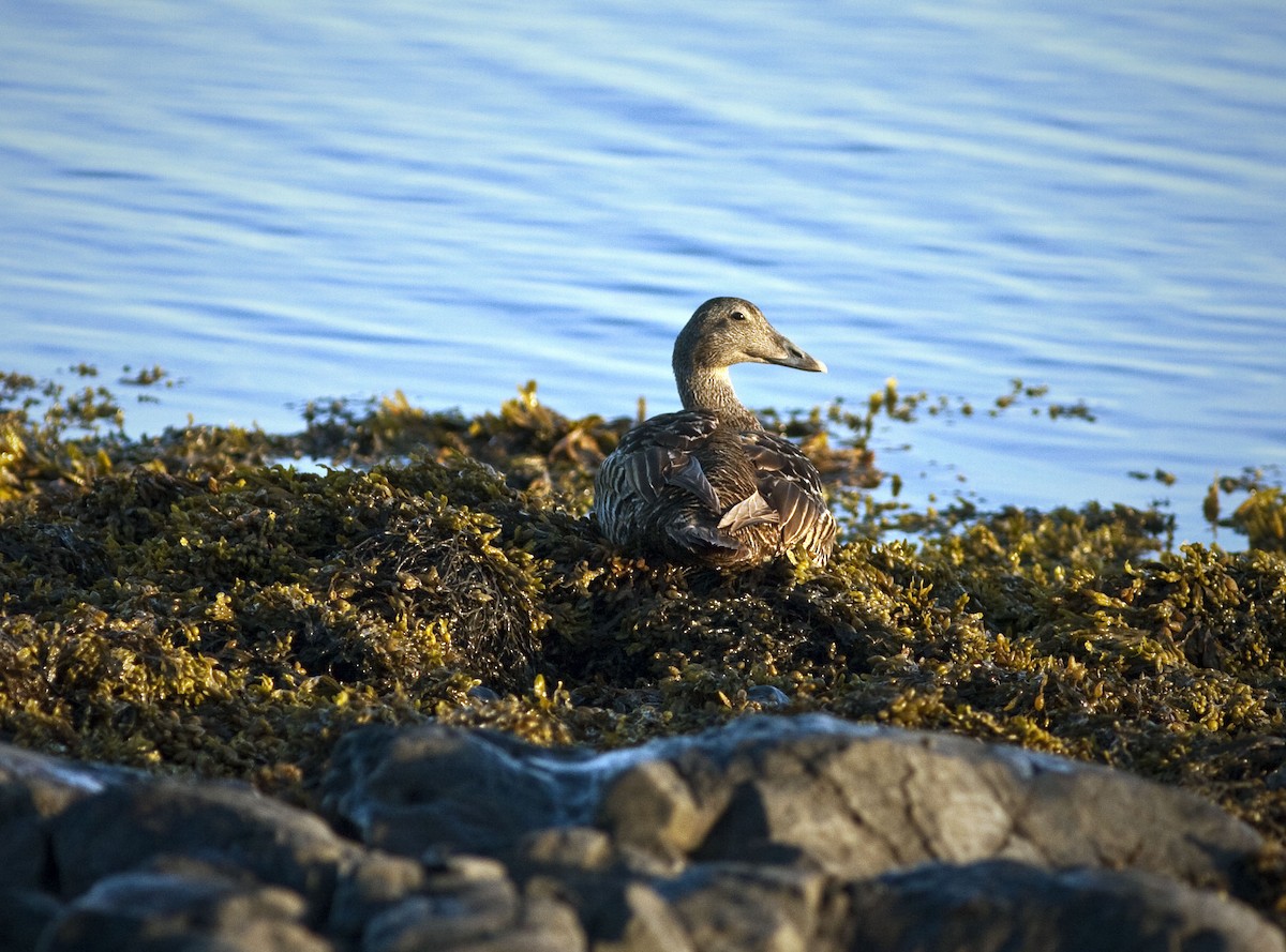 Common Eider - Mouser Williams