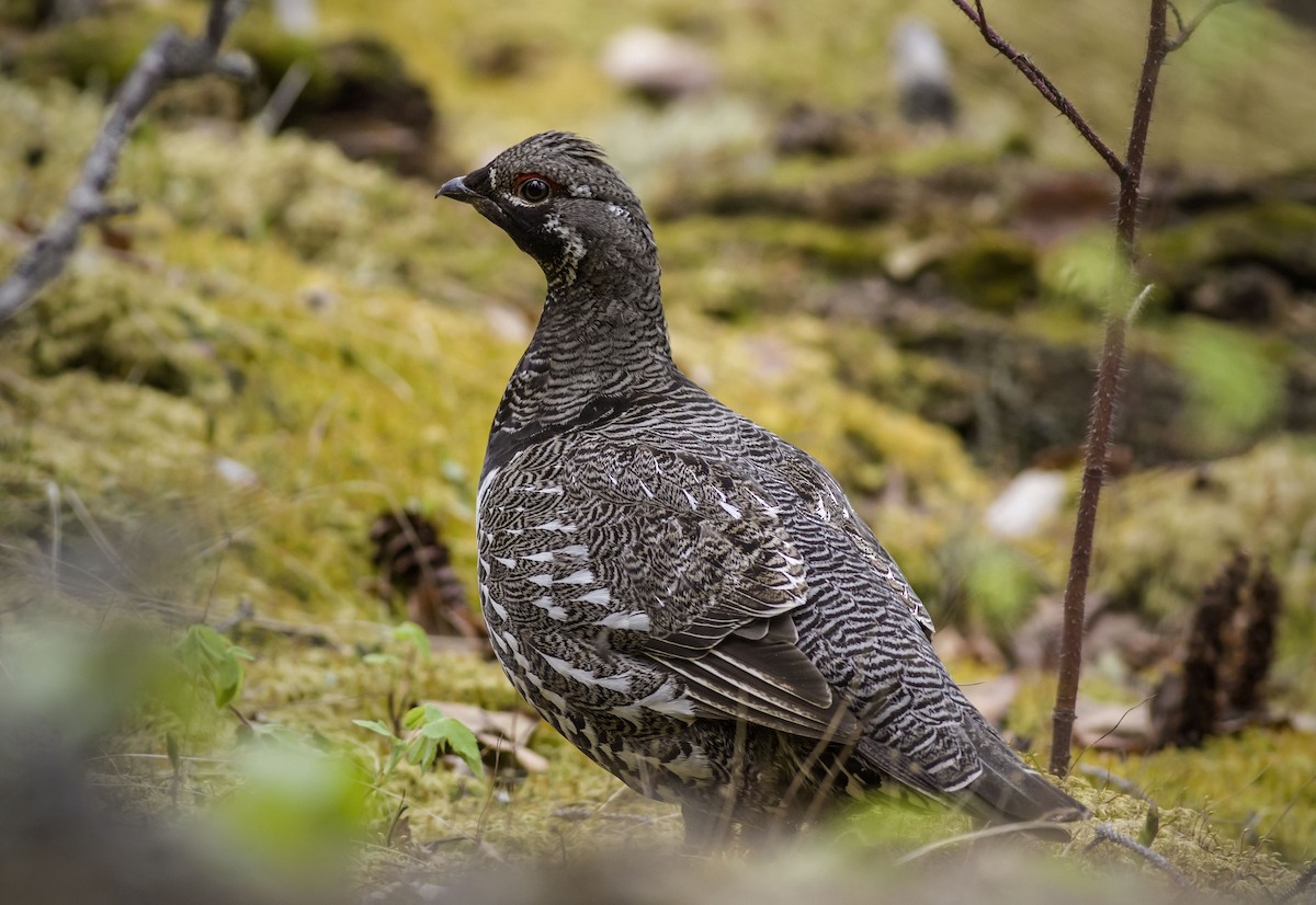 Spruce Grouse - ML128989491