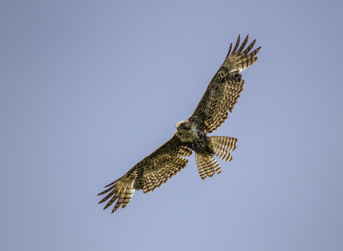 Red-tailed Hawk - Mouser Williams