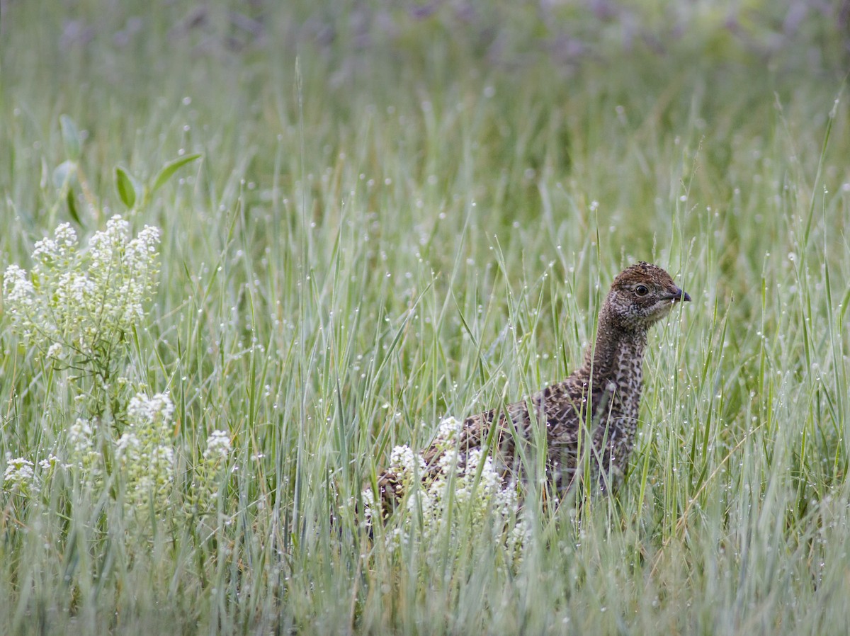 Dusky Grouse - ML128989691