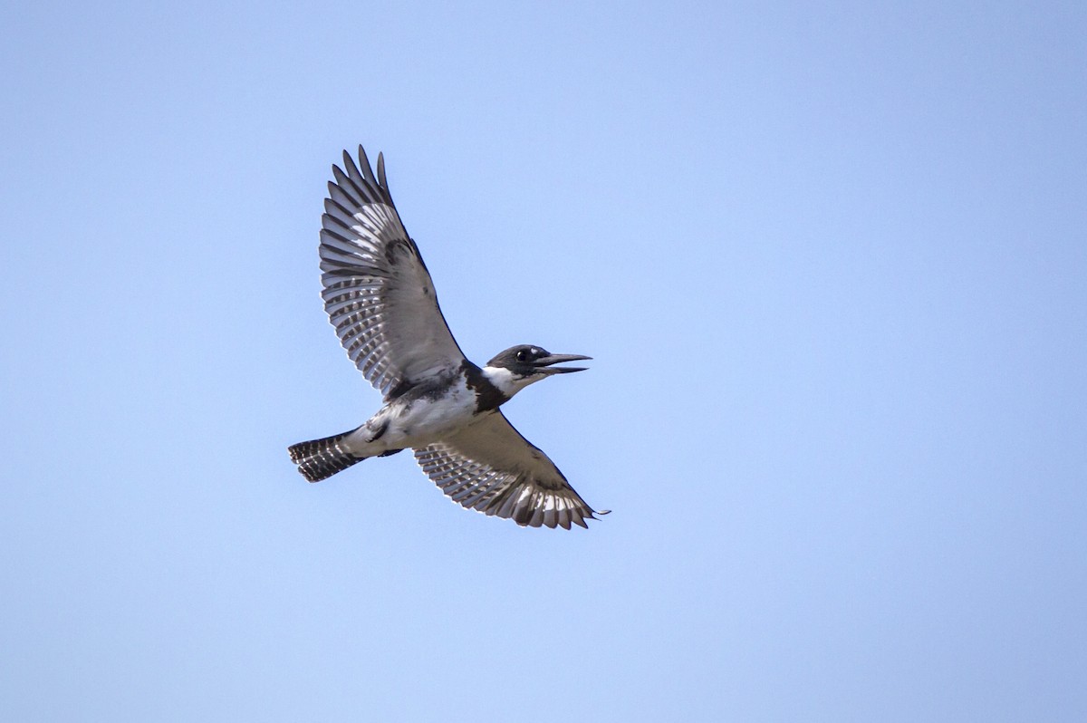 Belted Kingfisher - ML128989751