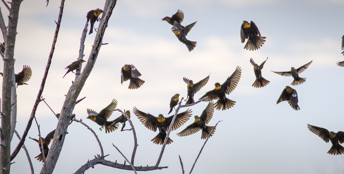 Yellow-headed Blackbird - ML128989771