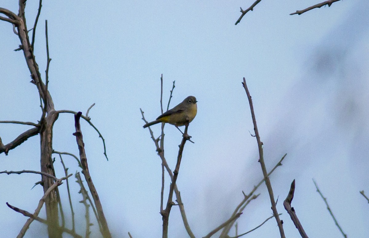 Virginia's Warbler - ML128989781