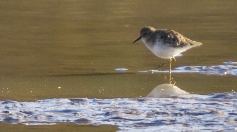 Wiesenstrandläufer - ML128989911