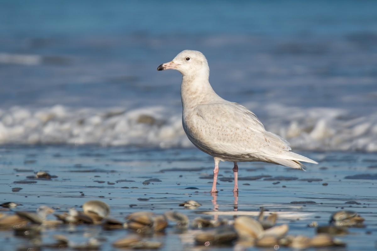 Glaucous Gull - ML128993991