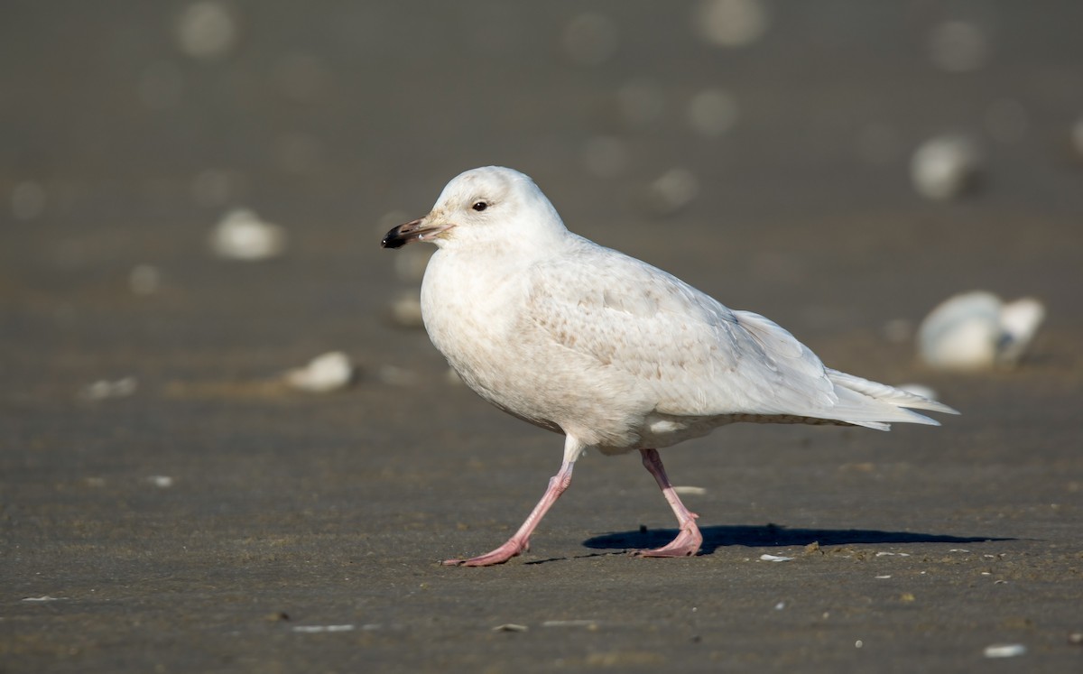 Iceland Gull (kumlieni/glaucoides) - ML128994051