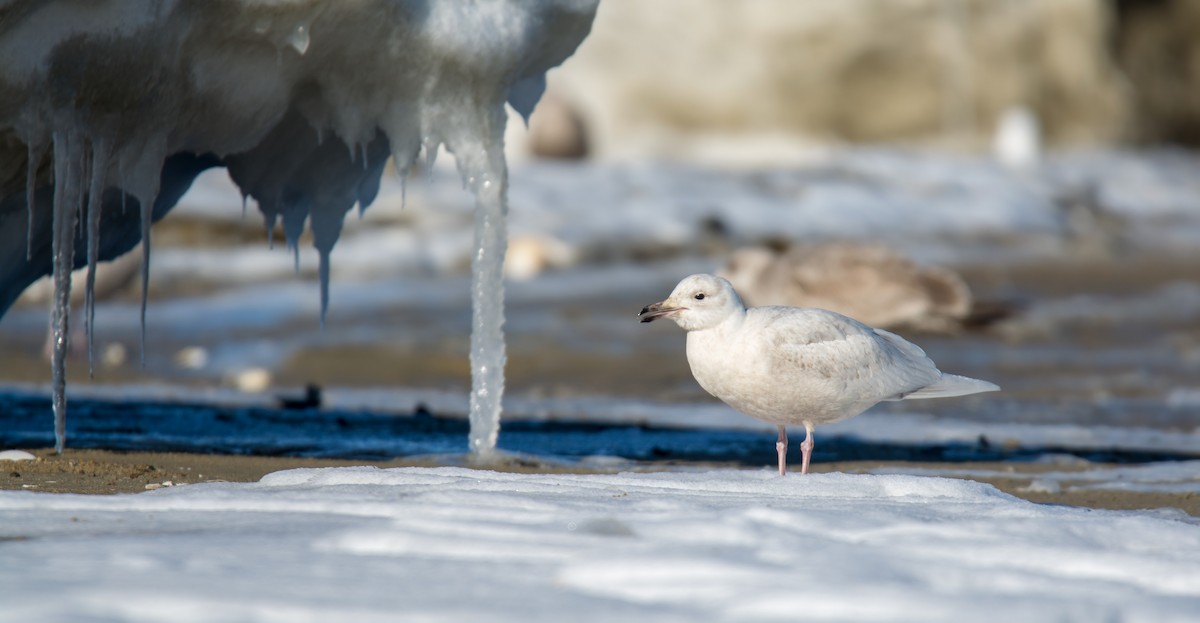 Iceland Gull (kumlieni/glaucoides) - ML128994091