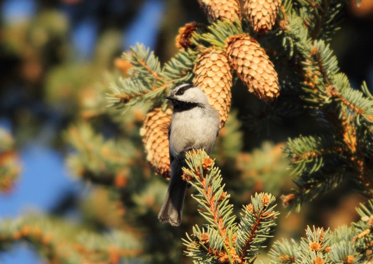 Mountain Chickadee - Brandon Caswell