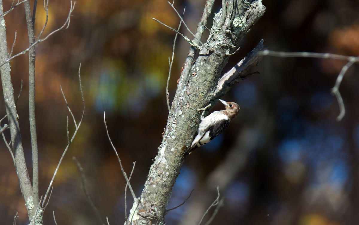 Red-headed Woodpecker - ML128995651