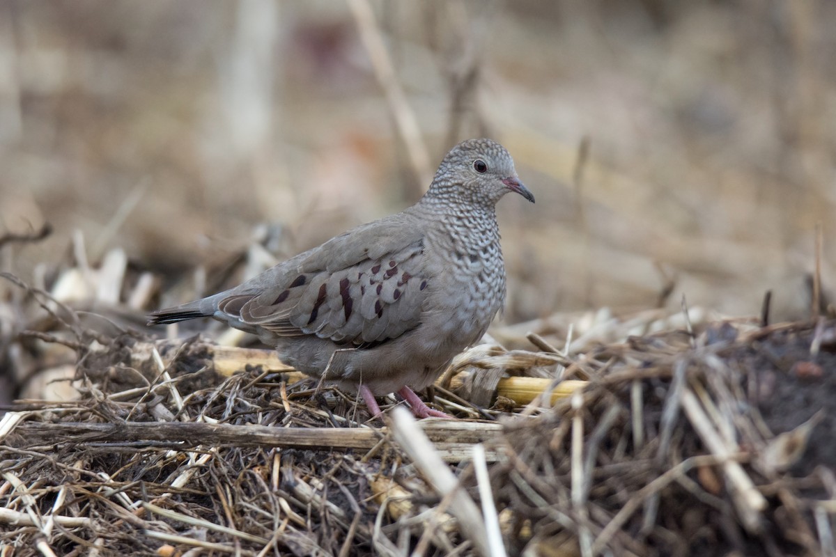 Common Ground Dove - ML128995691