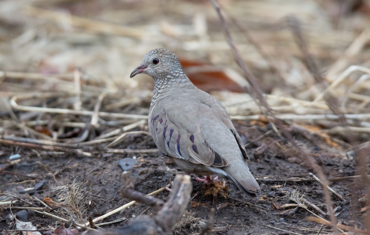 Common Ground Dove - ML128995701