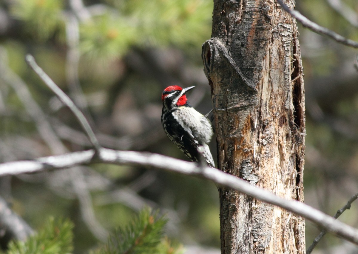 Red-naped Sapsucker - Brandon Caswell