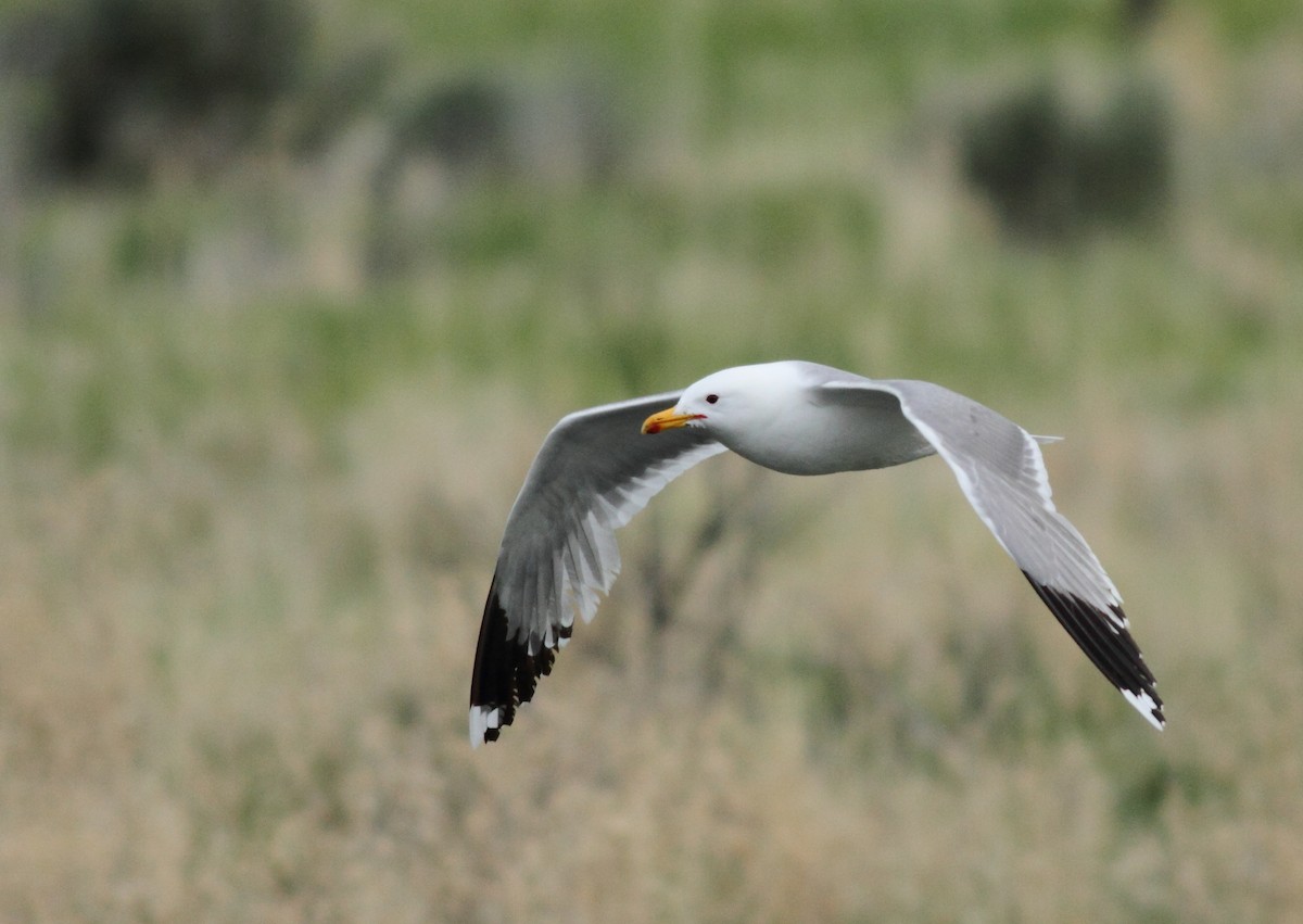 California Gull - ML128996991