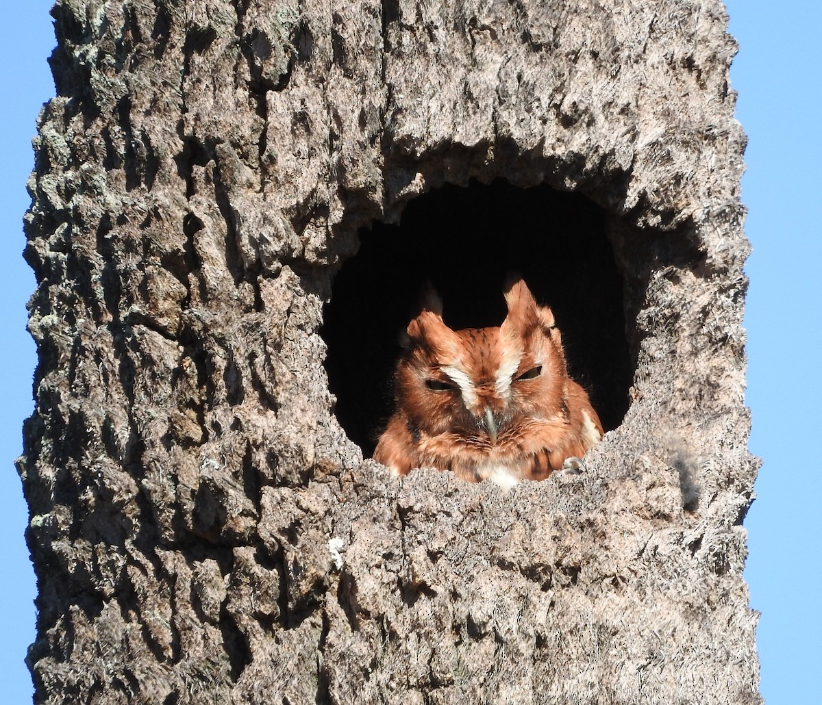 Eastern Screech-Owl - ML128998111