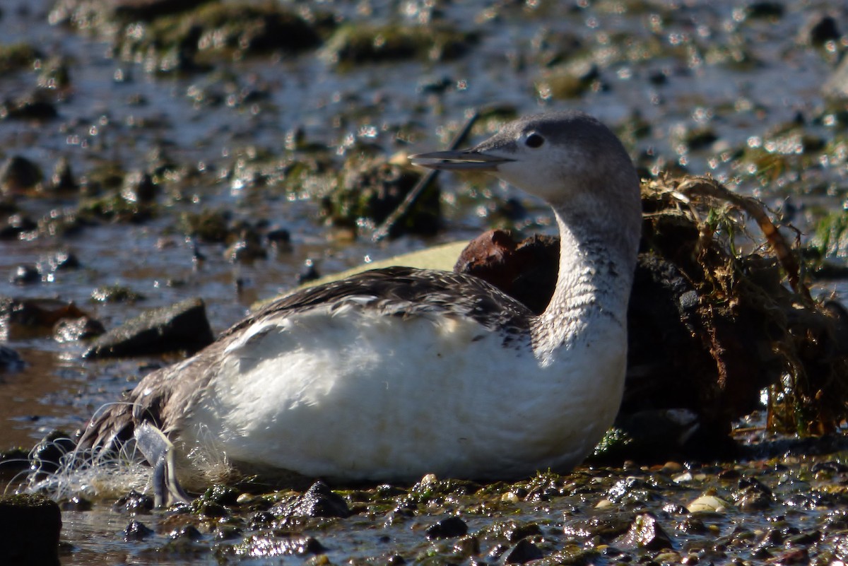 Red-throated Loon - ML128998421