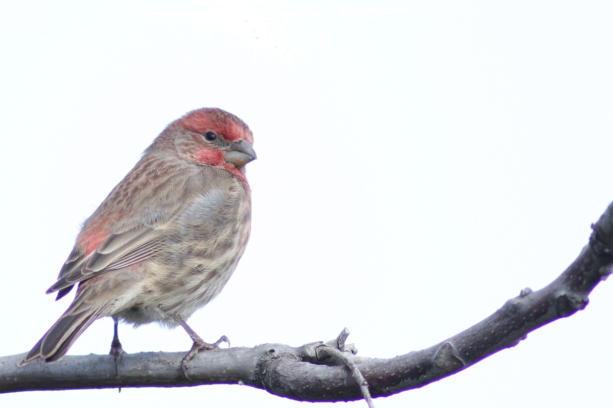 House Finch - ML128998471
