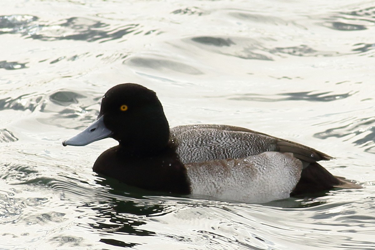 Lesser Scaup - ML128998691