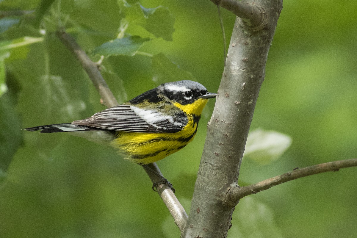 Magnolia Warbler - ML128999361