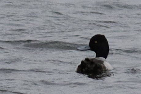 Lesser Scaup - ML128999831