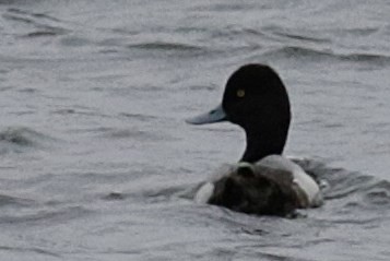 Lesser Scaup - ML128999841