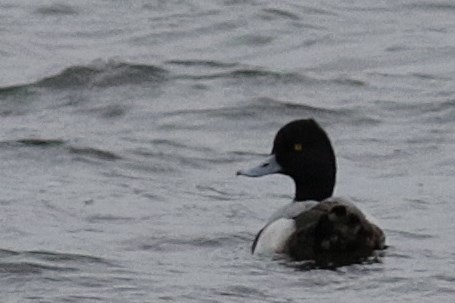 Lesser Scaup - ML128999851