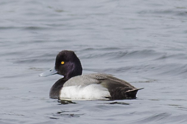 Lesser Scaup - ML128999891