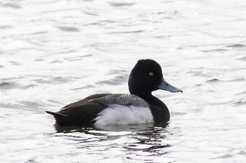 Lesser Scaup - ML128999901