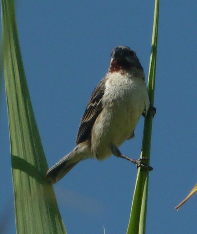 Chestnut-throated Seedeater - Carlo Castellani