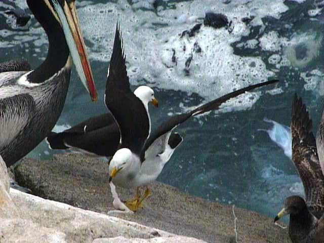 Belcher's Gull - ML129001581