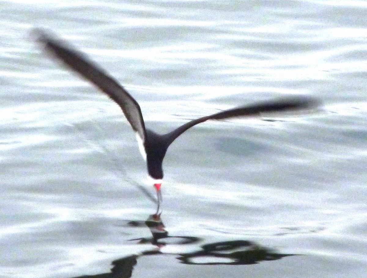 Black Skimmer - ML129001641