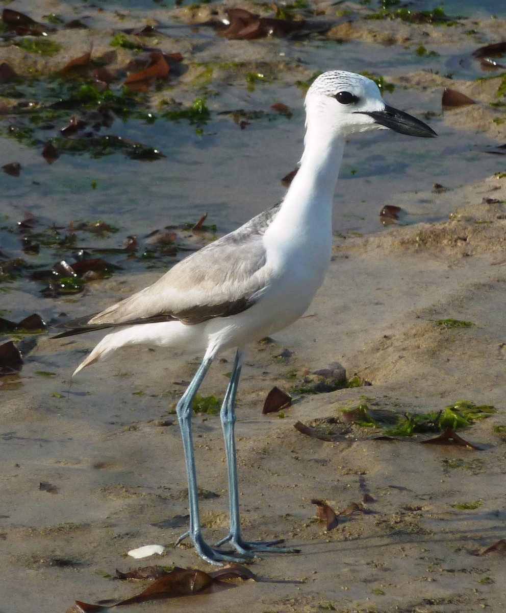 Crab-Plover - Carlo Castellani