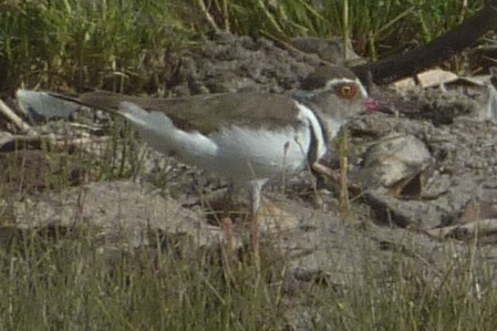 Three-banded Plover - ML129002871