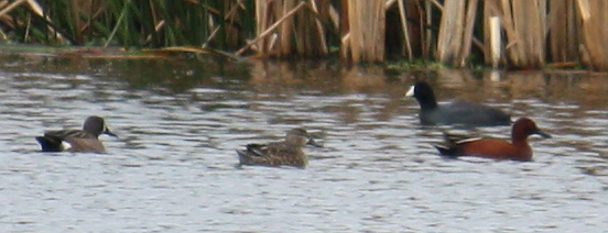 Cinnamon Teal - ML129004101