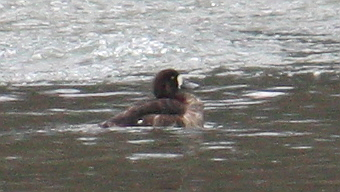 Greater Scaup - ML129004151