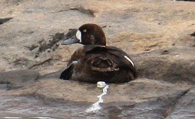 Karabaş Patka - ML129004201