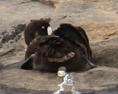 Greater Scaup - Jim&Allison Healy