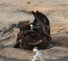 Greater Scaup - ML129004261