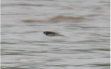 Bank Swallow - ML129004291