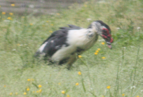 Muscovy Duck (Domestic type) - ML129004301