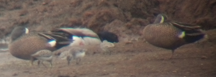 Blue-winged Teal - ML129004311