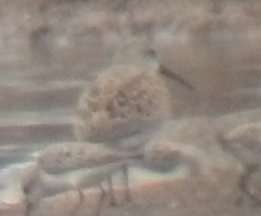 Dunlin - ML129004321