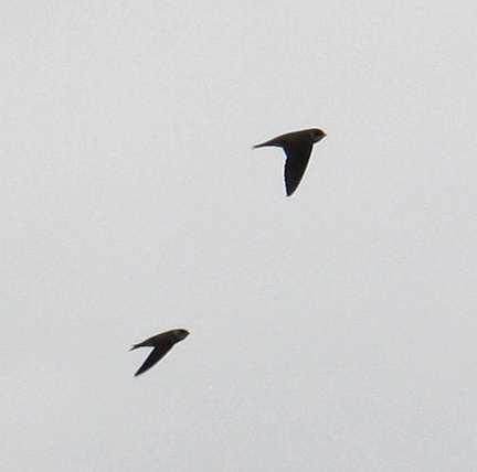 Bank Swallow - ML129004331