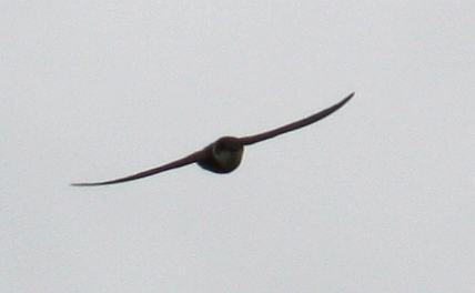 Bank Swallow - ML129004341