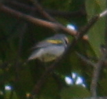 Golden-winged Warbler - ML129004351
