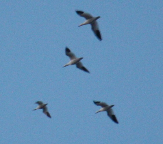 Ross's Goose - ML129004371