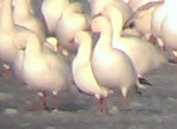 Ross's Goose - ML129004381