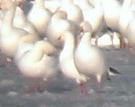 Ross's Goose - ML129004391