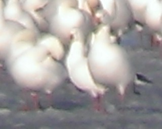 Ross's Goose - ML129004401